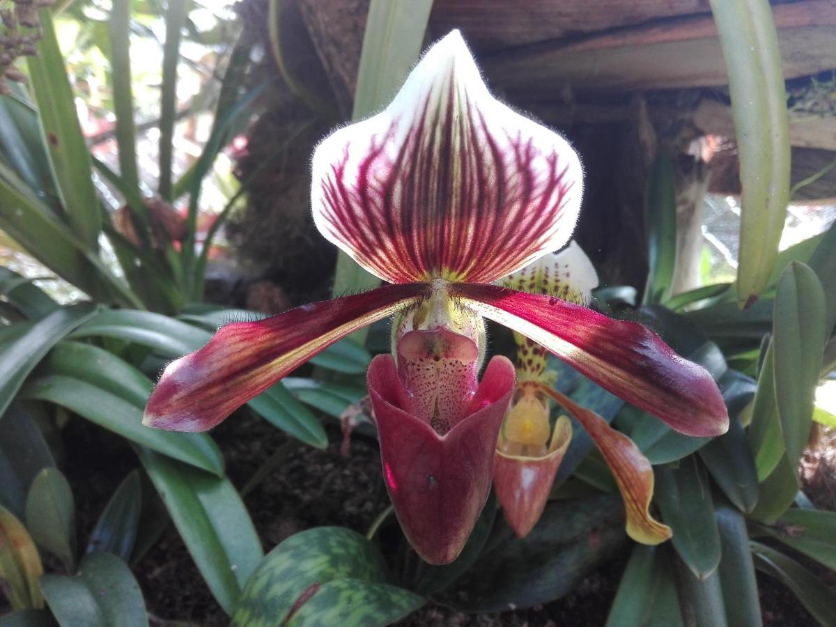 Mi Jardin Encantadoヴィラ エクステリア 写真