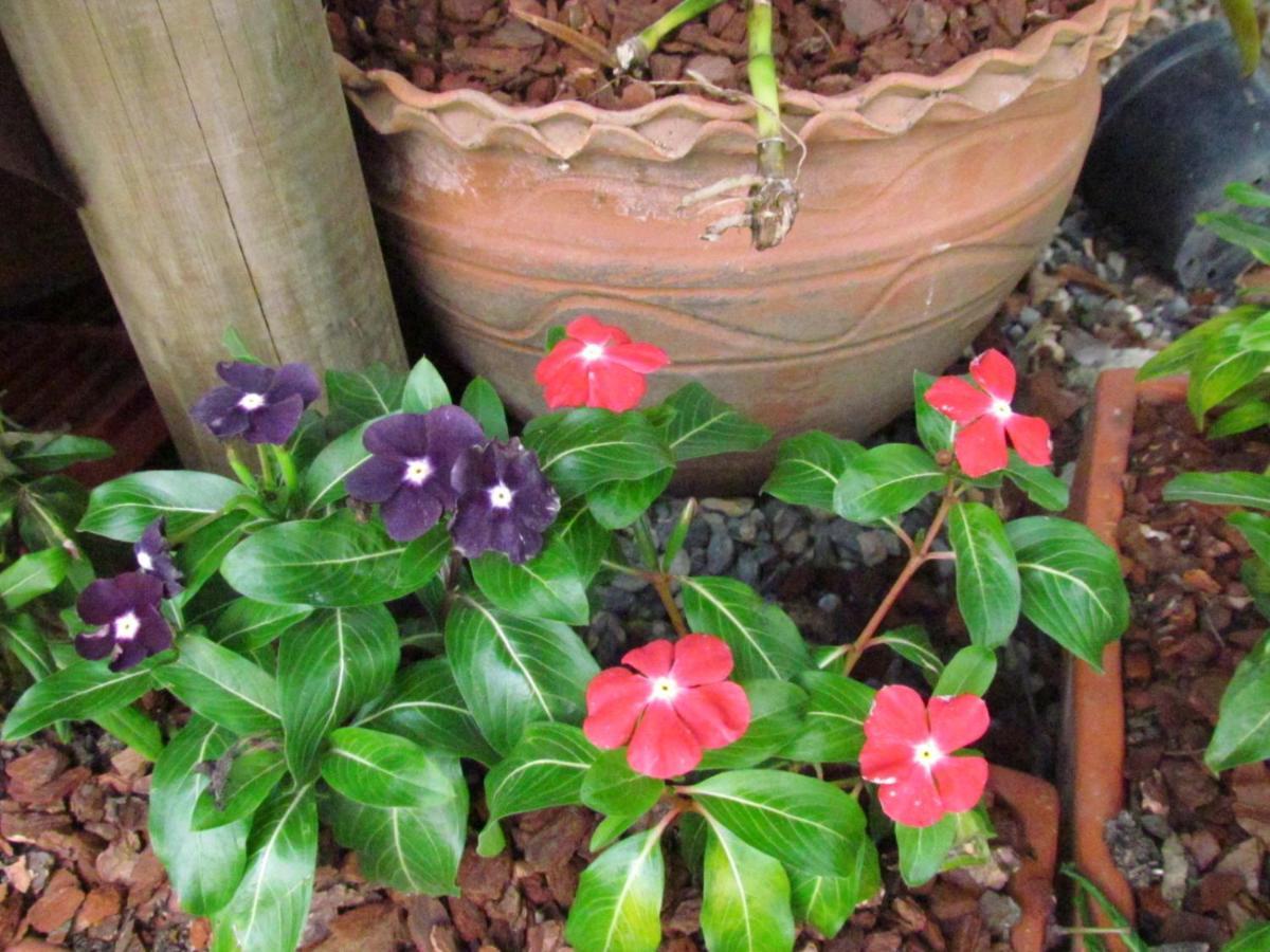 Mi Jardin Encantadoヴィラ エクステリア 写真