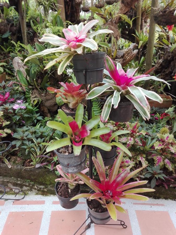 Mi Jardin Encantadoヴィラ エクステリア 写真