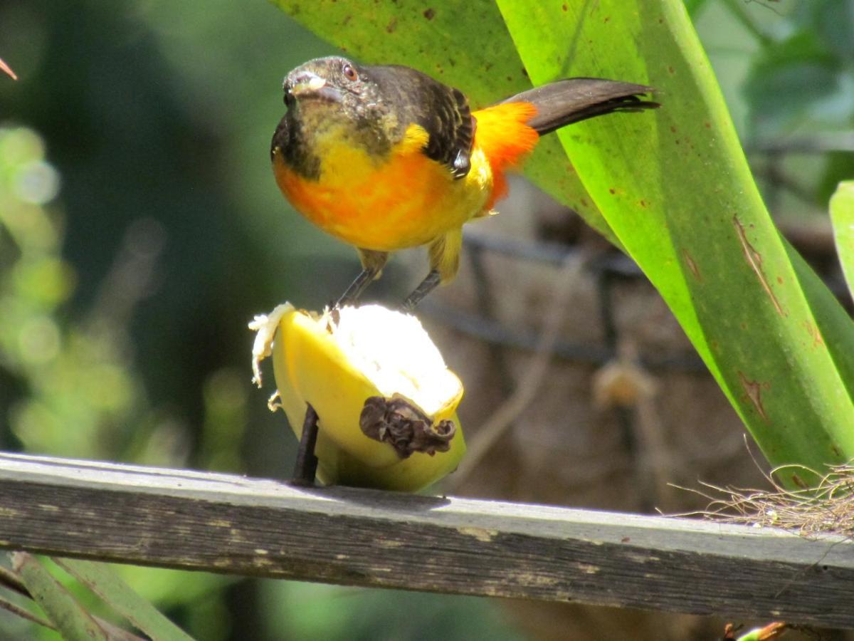 Mi Jardin Encantadoヴィラ エクステリア 写真