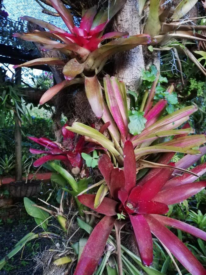 Mi Jardin Encantadoヴィラ エクステリア 写真