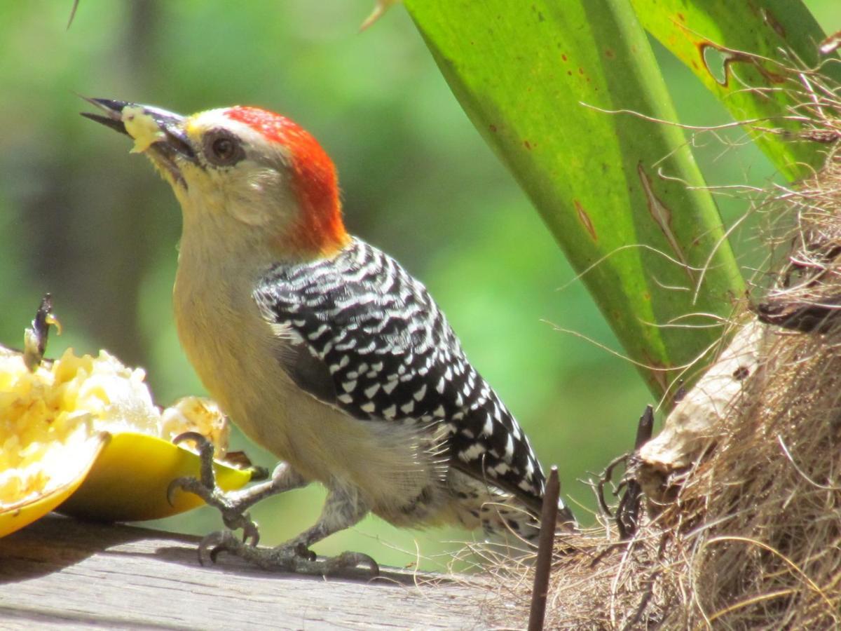 Mi Jardin Encantadoヴィラ エクステリア 写真
