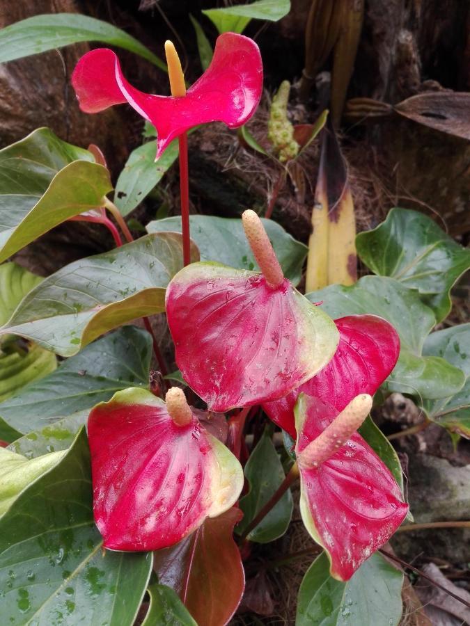 Mi Jardin Encantadoヴィラ エクステリア 写真