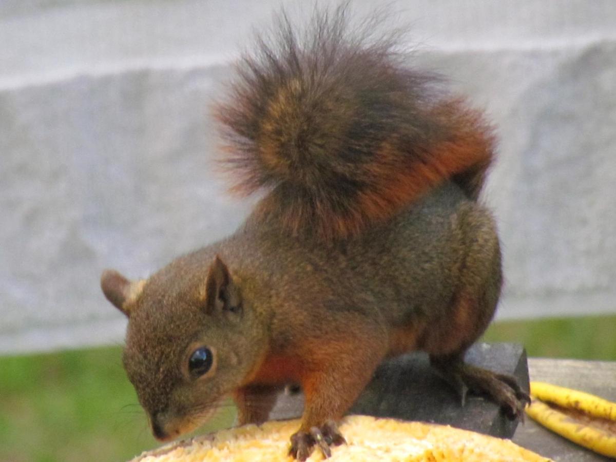 Mi Jardin Encantadoヴィラ エクステリア 写真